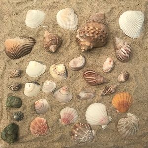 30pc Sea Shell Collection